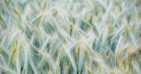 Close-up of an immature rye field. Concept cereals.