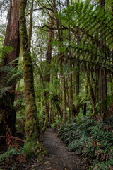 On trail to Beauchamp Falls, Great Otway National Park, Australia