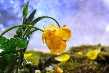 Ranunculus. Bush of blooming flowers yellow buttercups on thick green moss on Helios bokeh blurred...
