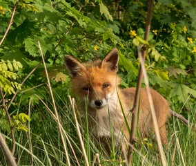 ein Fuchs schaut neugierig