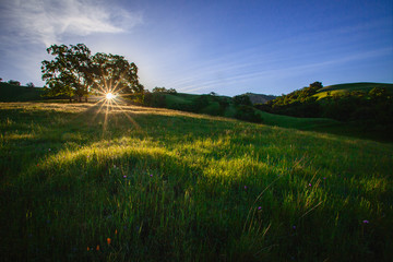 Sunrise on the meadow