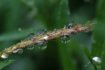 Early morning dew on grass and leaves form water droplets into intricate designs and patterns.