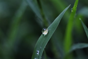 Macro photo shows morning dew forming water droplets with intricate designs and patterns.