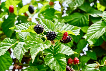 Fresh raspberry from the garden, wine, fruit 