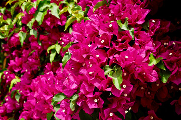 Obraz premium Beautiful Bougainvillea flower in the garden 