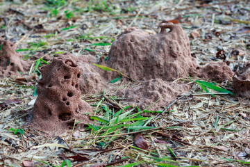 Termite nest in rainy season