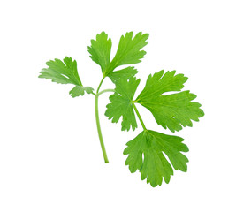 Celery leaf isolated on white background