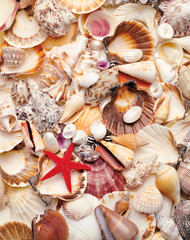 seashells on a background