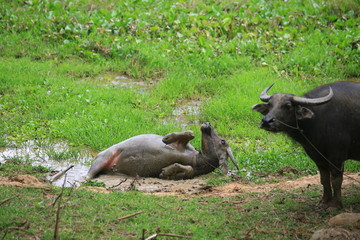 buffaloo take mud  bathing