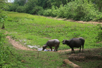 buffaloo take mud  bathing