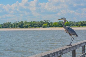 A Great Blue Heron on Jim Simpson Sr fishing pier, Harrison County, Gulfport, Mississippi, Gulf of...