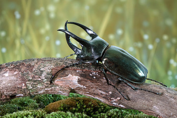 Atlas beetle (Scientific name : Chalcosoma atlas) , famous exotic pets, found in Southeast Asia. The species is named for Atlas, the giant of Greek mythology who supported the skies.