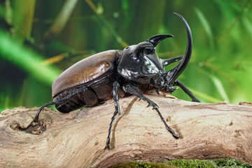Unicorn beetle (Eupatorus graciliconis) also known as the Five-horned rhinoceros beetle, or Hercules beetles. Famous exotic pets form Thailand.