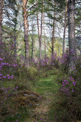 Fototapeta premium Hiking trail at Mount Kinabalu in Sabah, East Malaysia.