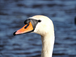 A white swan head close up with an expressive beak. Water background.