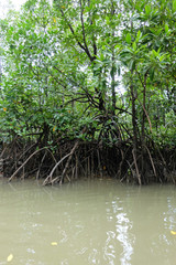 mangrove trees