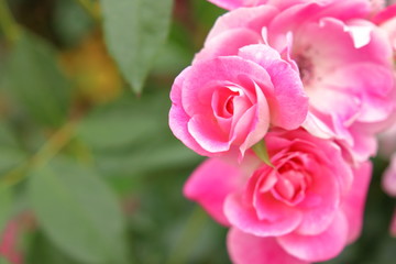 ピンク色の薔薇の花	