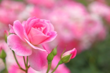 ピンク色の薔薇の花