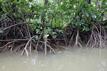 mangrove trees