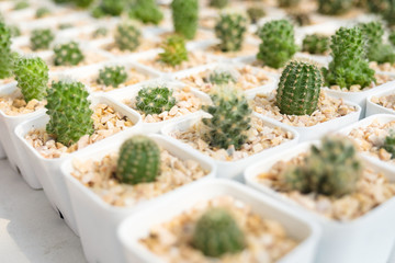 Cactus in House Plant