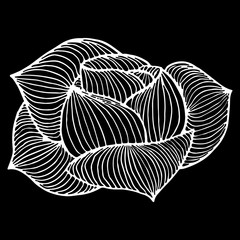 Abstract hand drawn rose or peony flower isolated on black background. Vector illustration. Line art. Sketch