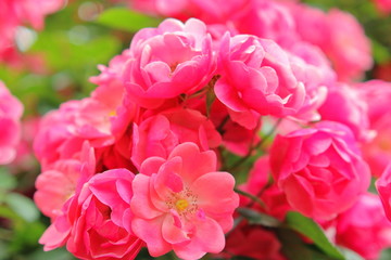 ピンク色の薔薇の花