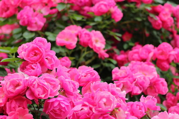 一面のピンク色の薔薇の花