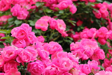 一面のピンク色の薔薇の花