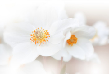 Beautiful Nature Background.Close up Photography.Abstract Macro Photo of Amazing Spring Magic Flowers.Art Design.Fantasy Floral Art.Creative Artistic Wallpaper.White Anemone Flowers.Orange Color.Pure.