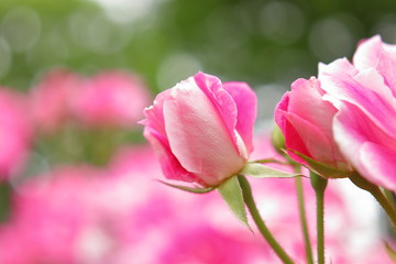 ピンク色の薔薇の花	とつぼみ