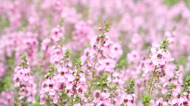 Group of Angelonia goyazensis Benth or purple Angelonia flower in the garden.