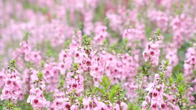 Group of Angelonia goyazensis Benth or purple Angelonia flower in the garden.