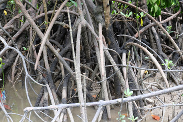 mangrove trees