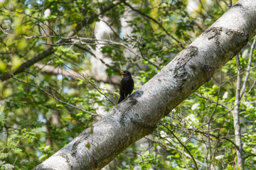 Black bird on tree in a nature preserve