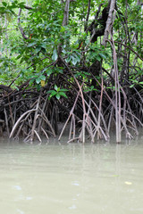 mangrove trees