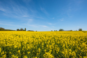 Blooming Rapeseed in a field