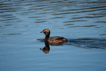 Horned Grebe in a pond