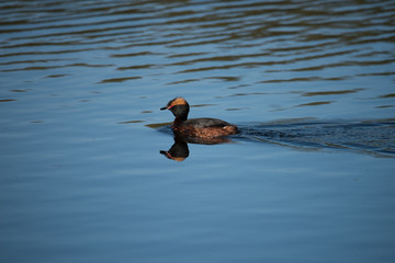 Horned Grebe in a pond