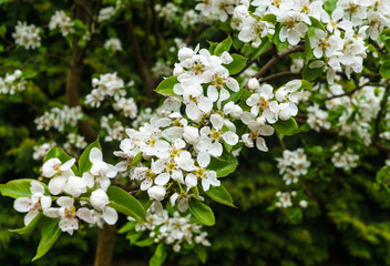Fototapeta premium Branches with delicate white pear flowers in spring in the garden.