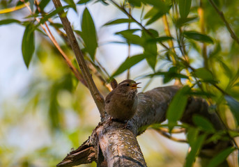 Eurasian wren singing on a branch