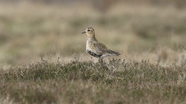 A stunning calling Golden Plover, Pluvialis apricaria, standing in the heather in the moors in the pouring rain.