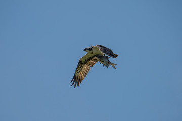 Osprey with a Bream in the air