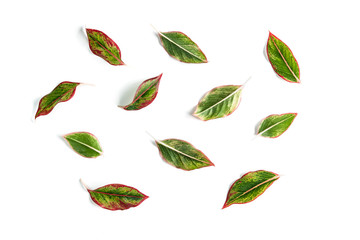 Various green leaf isolated on white background