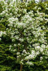 Branches with delicate white pear flowers in spring in the garden.