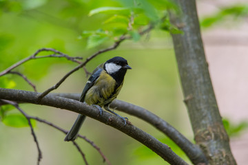 Great tit on a branch