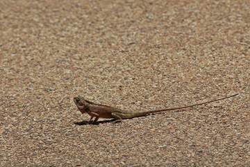 Chameleon,  it is the reptiles that has small-sized,  can run fast,  see it general in THAILAND.  