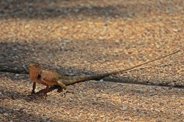 Chameleon,  it is the reptiles that has small-sized,  can run fast,  see it general in THAILAND.  