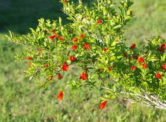 Flowering pomegranate shrub