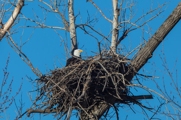 Bald eagle in nest, Loess Bluffs National Wildlife Refuge, Missouri