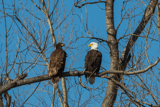 Bald eagles, Loess Bluffs National Wildlife Refuge, Missouri